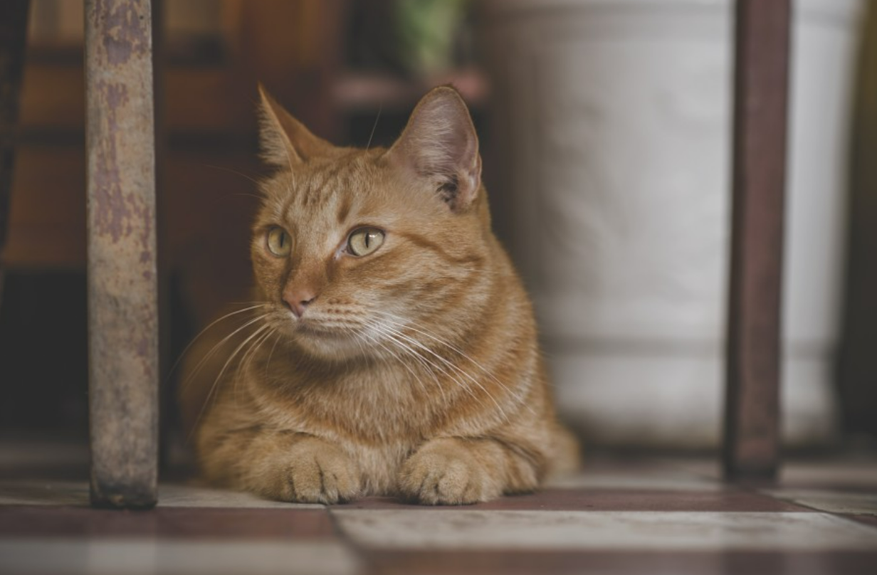Kucing (Dok. pxhere.com)