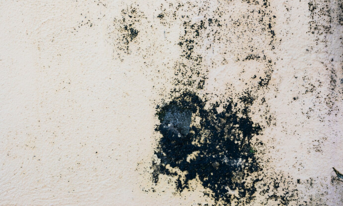 Ilustrasi black mold di area lembap. (Dok. Freepik)