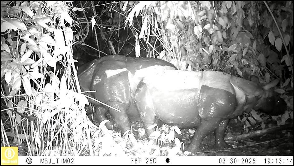 Tiga badak Jawa baru teridentifikasi di Taman Nasional Ujung Kulon (Dok. Kehutanan.go.id)