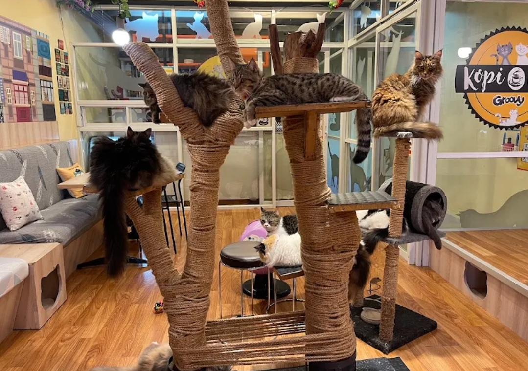 Kopi Cat Cafe by Groovy Bintaro (Dok. Google.com @amanda)