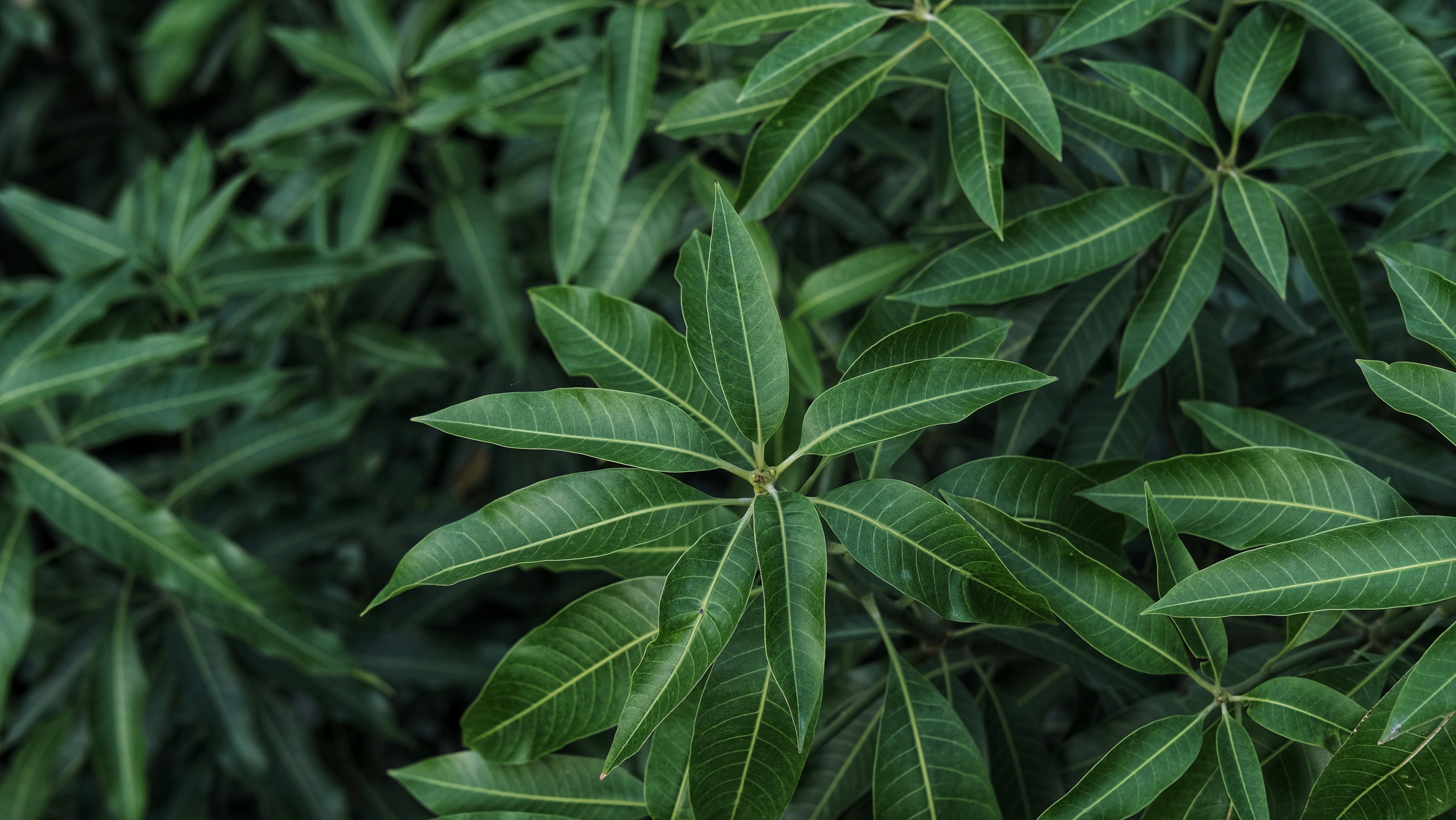 Ilustrasi daun mangga. (Pexels/ArrN Capture)