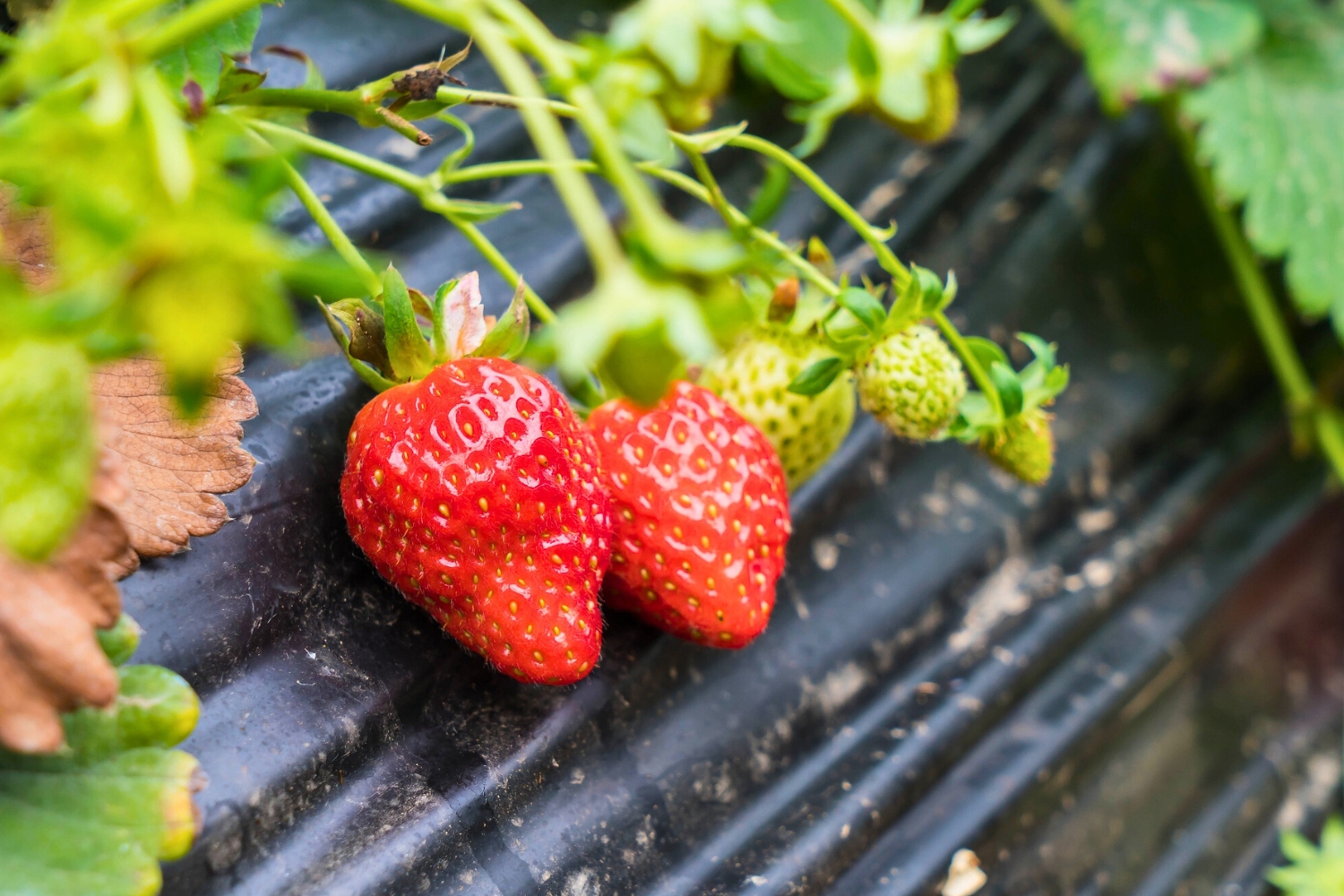 Ilustrasi tanaman stroberi (Dok. Freepik)