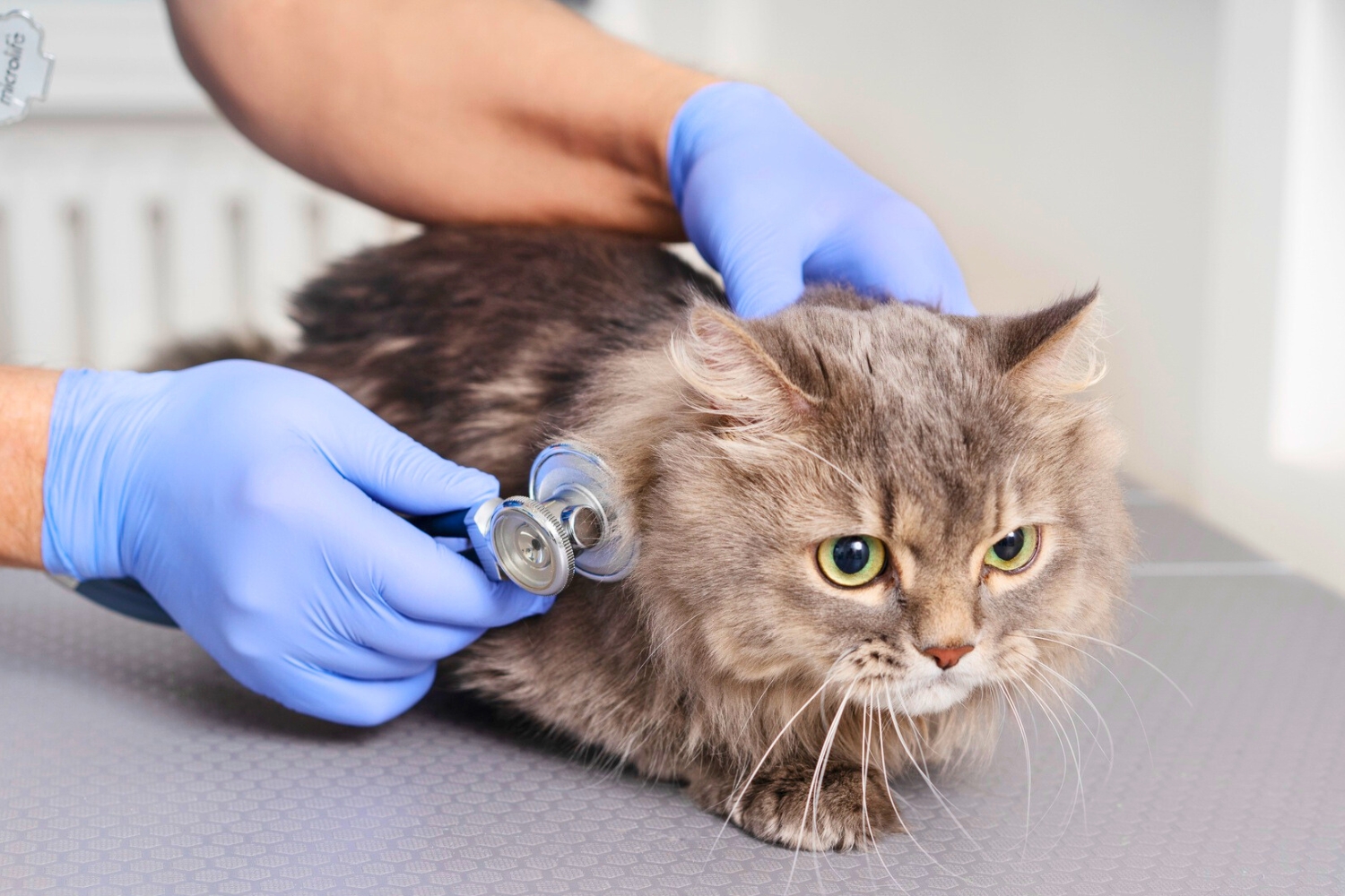 7 Langkah Perawatan Kesehatan Rutin Kucing agar Tetap Sehat dan Panjang Umur