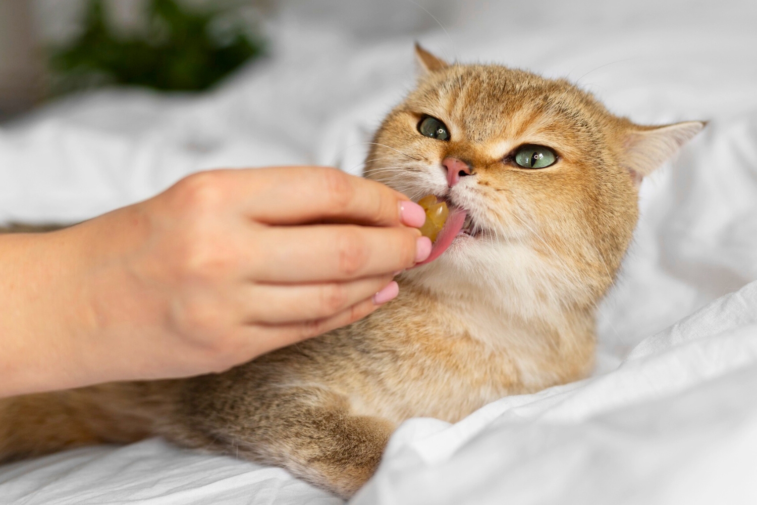 Ilustrasi memberikan obat pada kucing (Dok. Freepik)