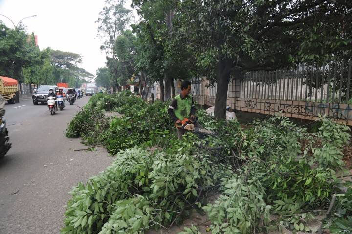 Dokumentasi pohon tumbang.