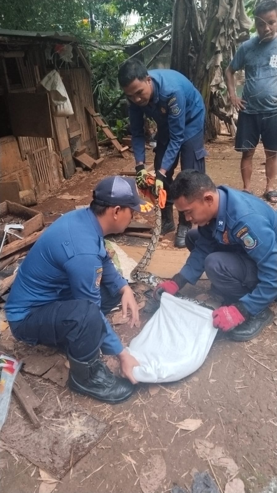 Evakuasi ular sanca di wilayah Rawa Buntu, Kecamatan Serpong. (Dok. Dokumentasi Dinas Pemadam Kebakaran dan Penyelamatan (Damkar) Kota Tangsel)