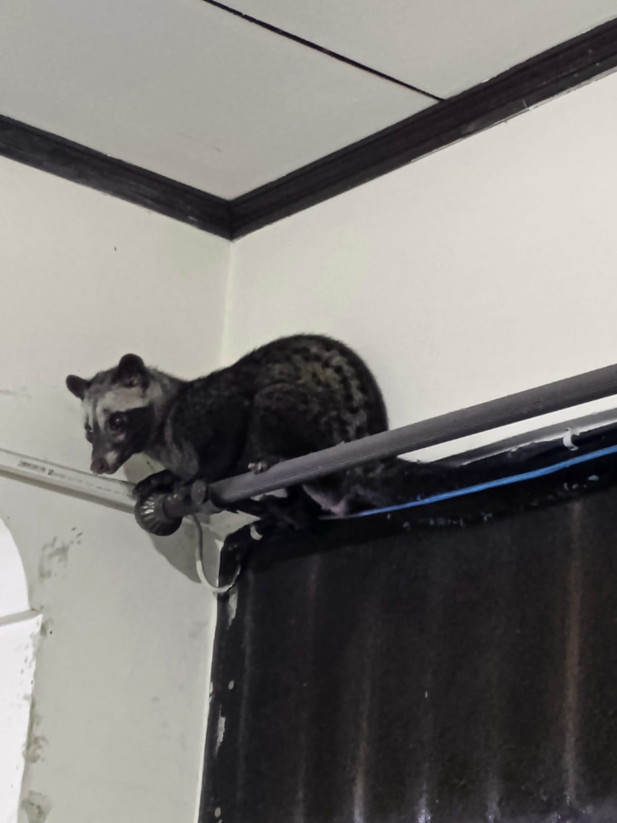 Seekora musang pandan masuk rumah.