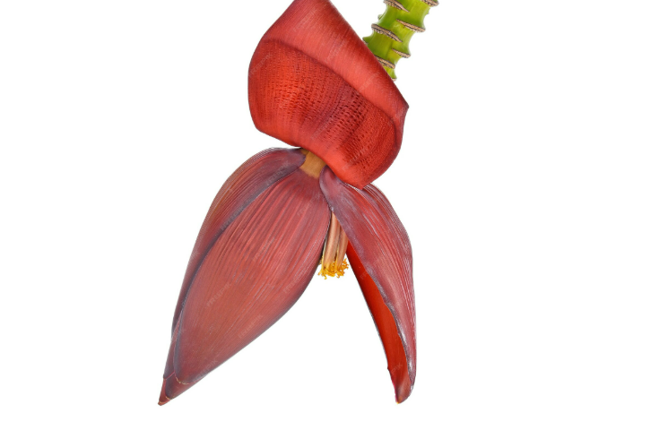 Ilustrasi manfaat jantung pisang (Dok. Freepik)