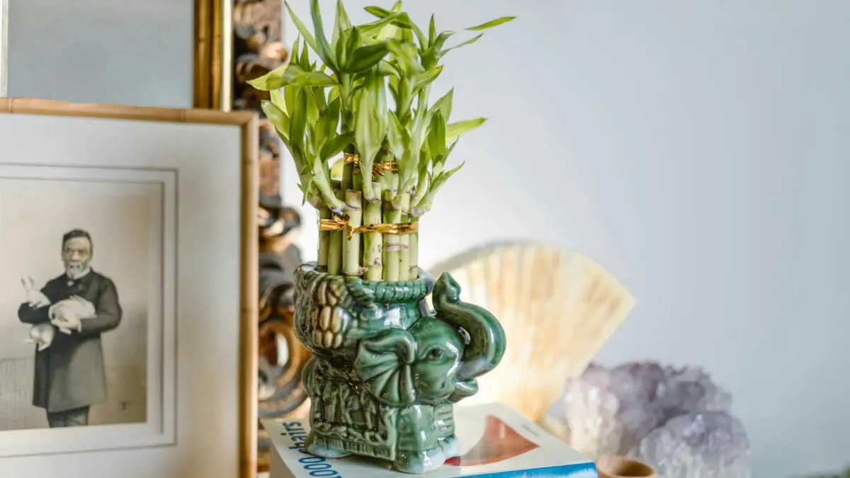 Ilustrasi tanaman lucky bamboo di rumah (Pexels)