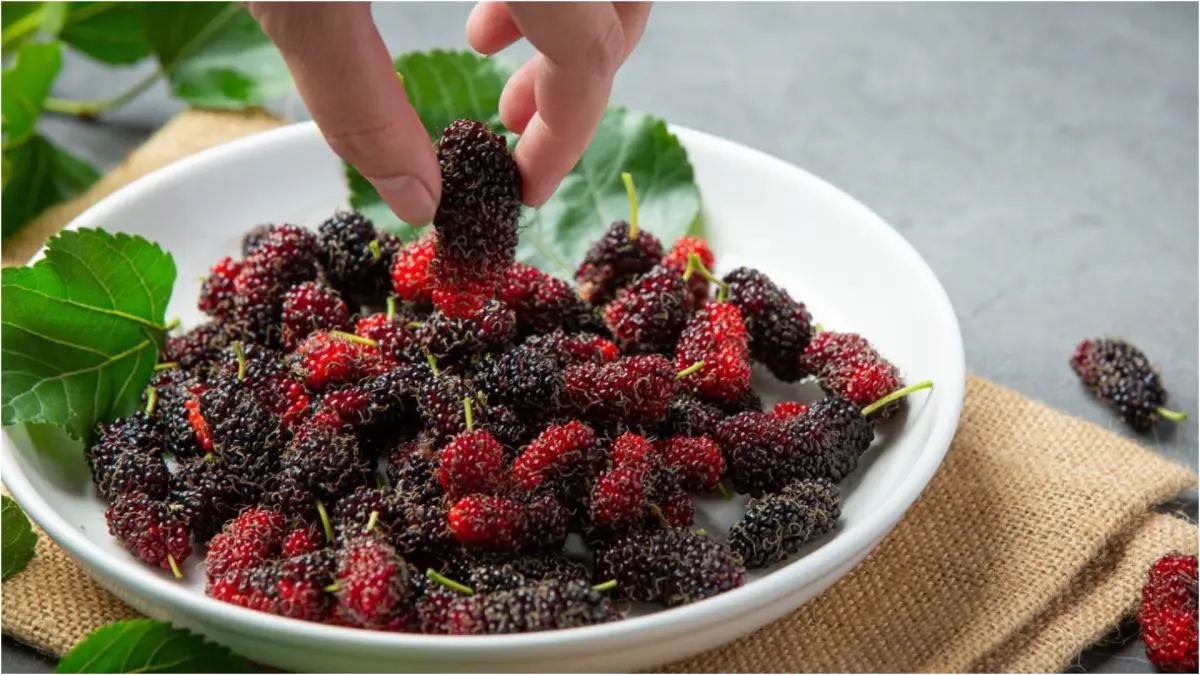 Ilustrasi mulberry (Magnific)