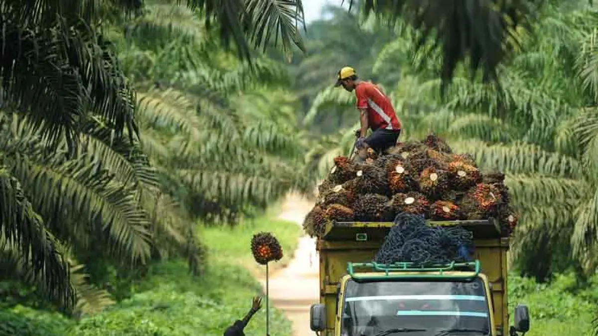 Pungutan ekspor sawit mencapai Rp21 triliun pada semester I 2026. BPDP juga telah menyalurkan Rp17 triliun insentif biodiesel B40. (ANTARA FOTO/Puspa Perwitasari/aww/15)