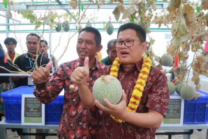 Agrowisata petik melon di Desa Babatan Kecamatan Kadugede, Kuningan. (Pemkab Kuningan/Antara)