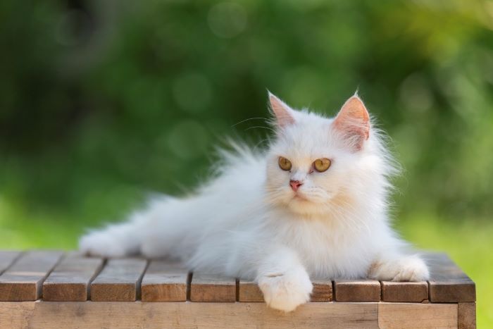 Ilustrasi kucing. (freepik/jcomp)