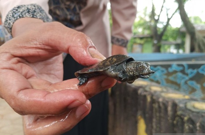 Tukik atau anakan kura-kura di Objek Wisata Cikuya Desa Belawa, Cirebon. (Fathnur Rohman/Antara)