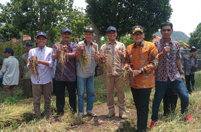 Panen perdana dari hasil uji coba penanaman bibit biji bawang merah, di Desa Cikalahang, Cirebon, Rabu (2/10). (Fathnur Rohman/Antara)