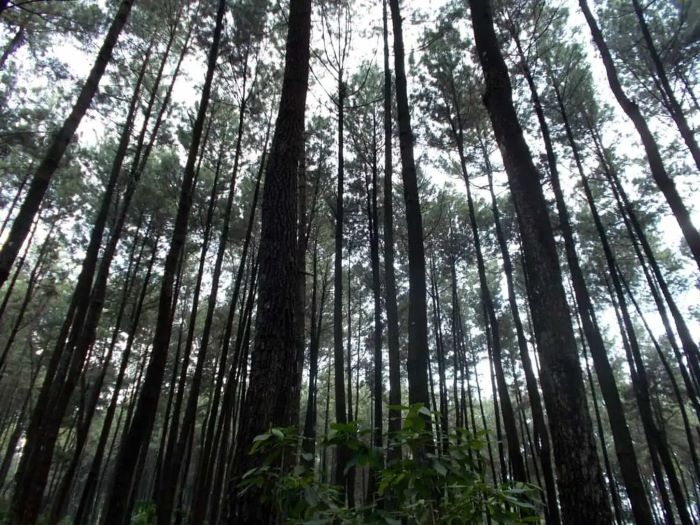 Pesona hutan pinus Subang. (traveloka.com)