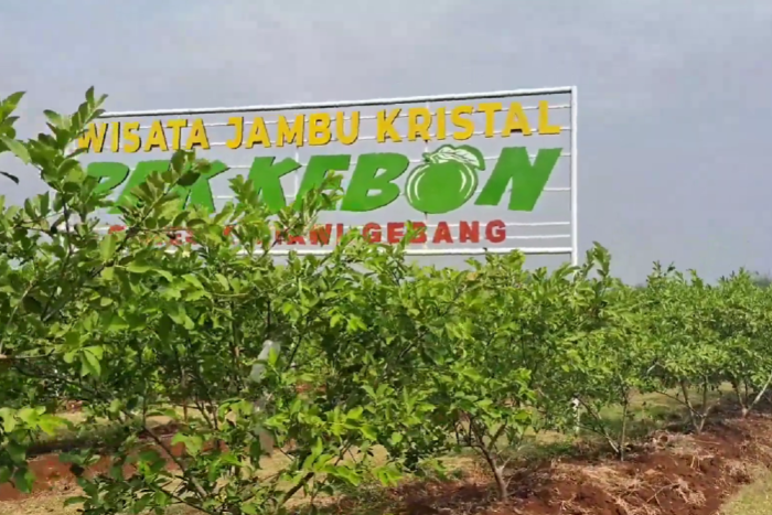 Wisata Petik jambu kristal Pak Kebon, Gresik, Kuningan. (tangkapan layar akun Youtube CHANNEL-NYA ANDA).