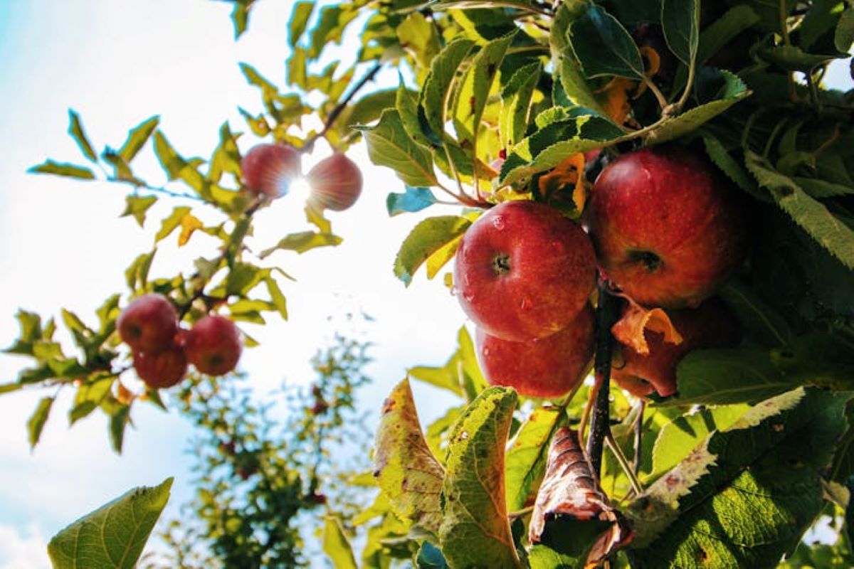 Buah apel yang penuh manfaat. (pexels/Tom Swinnen)