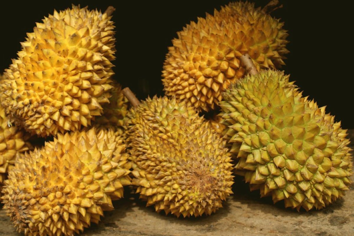 Ilustrasi buah durian. (flickr.Com)