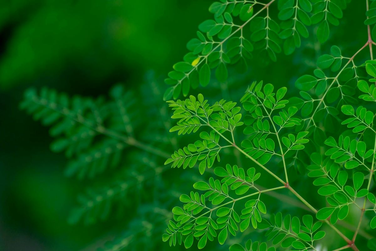 Ilustrasi daun kelor. (Pexels Homesh Nasre)