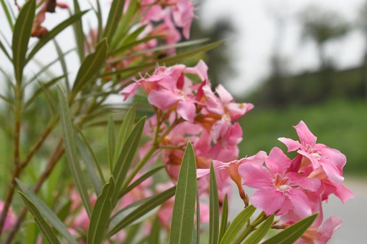 Tanaman Oleander