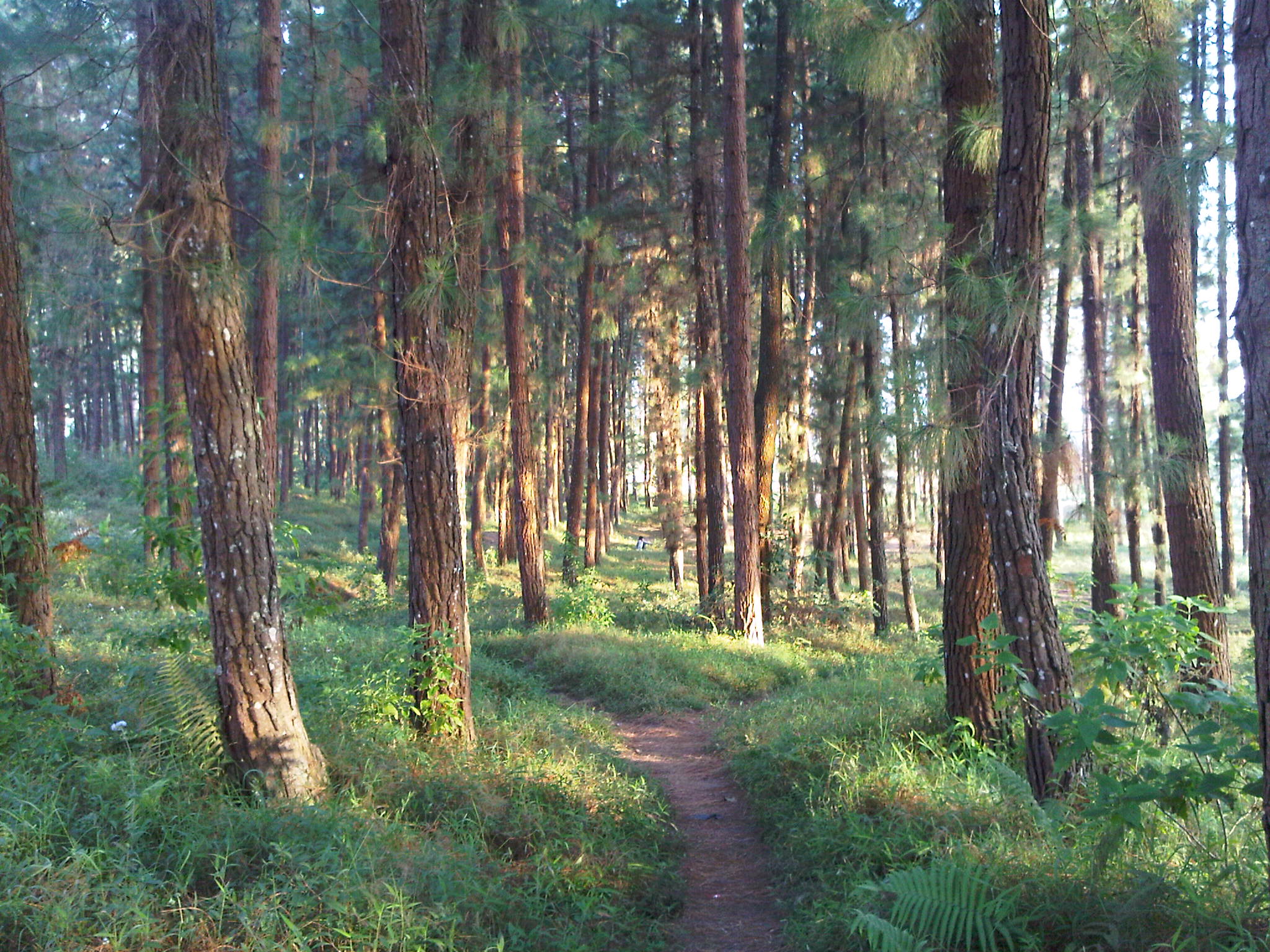 Segarnya hutan pinus argalingga di Majalengka