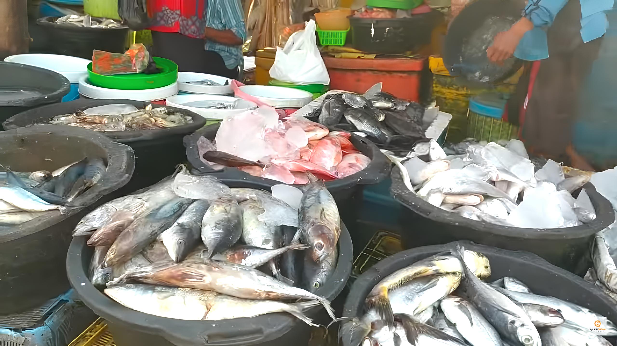 Berbagai jenis ikan segar yang dijual di Pasar Ikan Gebang, Cirebon
