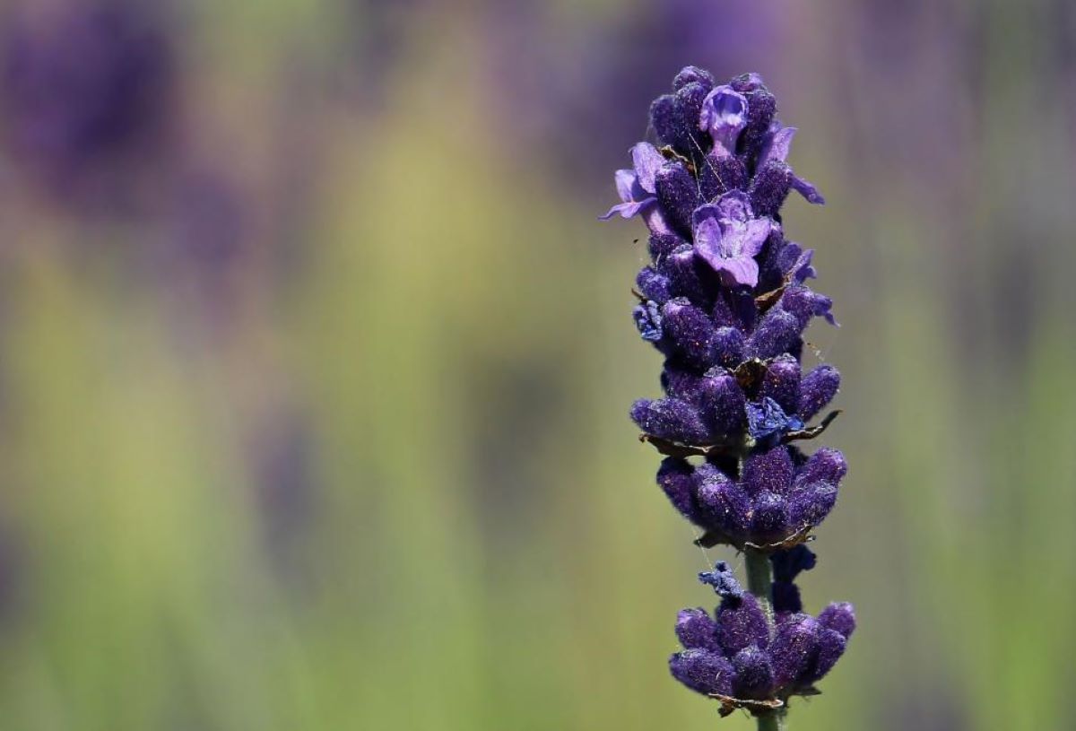 Ilustrasi bunga lavender