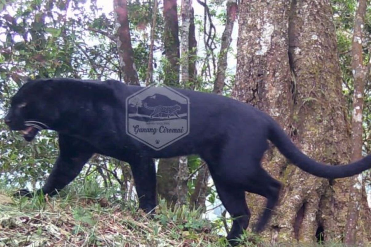 Individu macan tutul terekam kamera jebak milik Balai TNGC di Gunung Ciremai. (Balai TNGC/Antara)