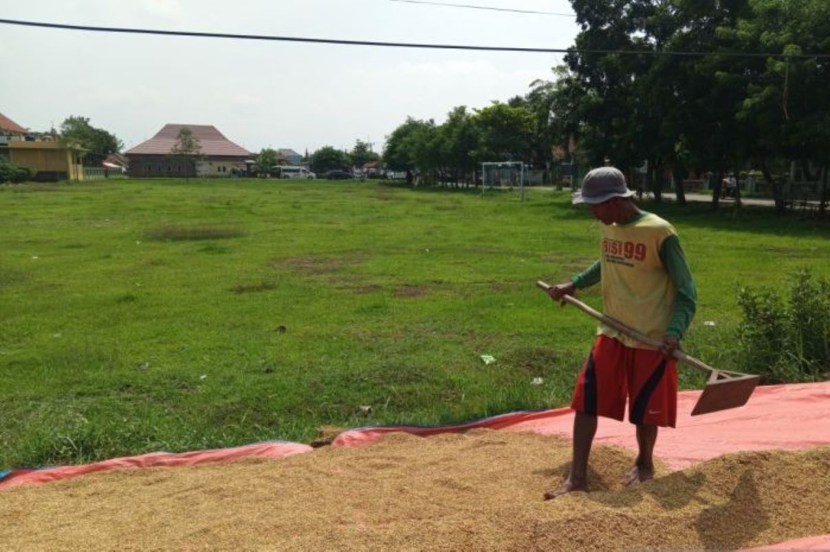 Petani di Kabupaten Cirebon. (Fathnur Rohman/Antara)