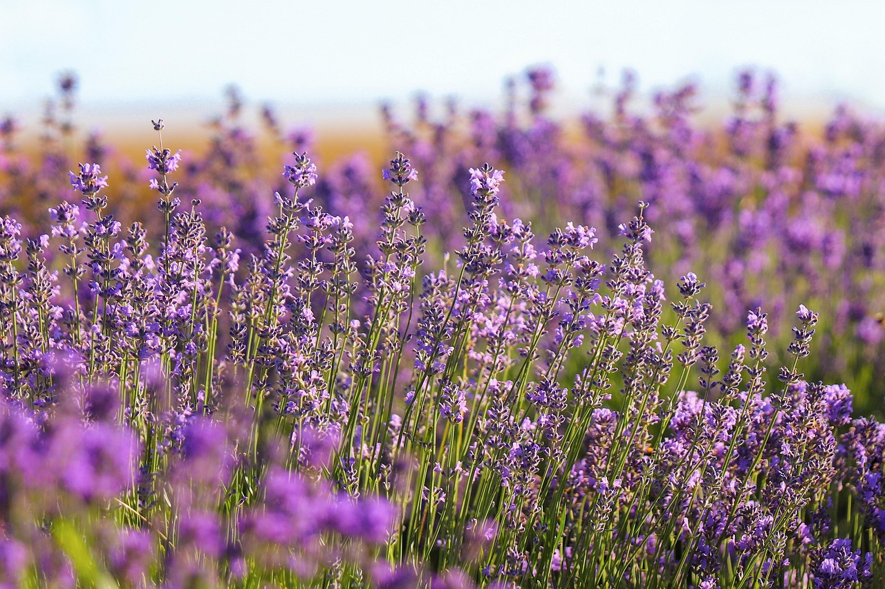 Tanaman lavender yang tidak disukai tikus. (Dok. Pixabay/katerinavulcova)