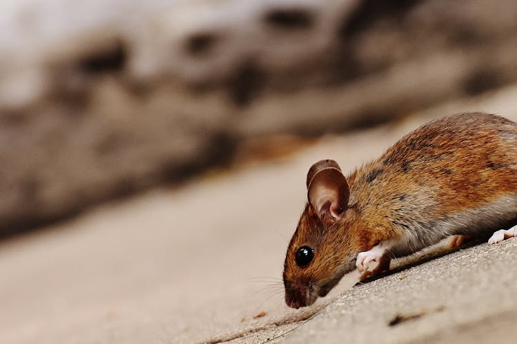 Ilustrasi tikus