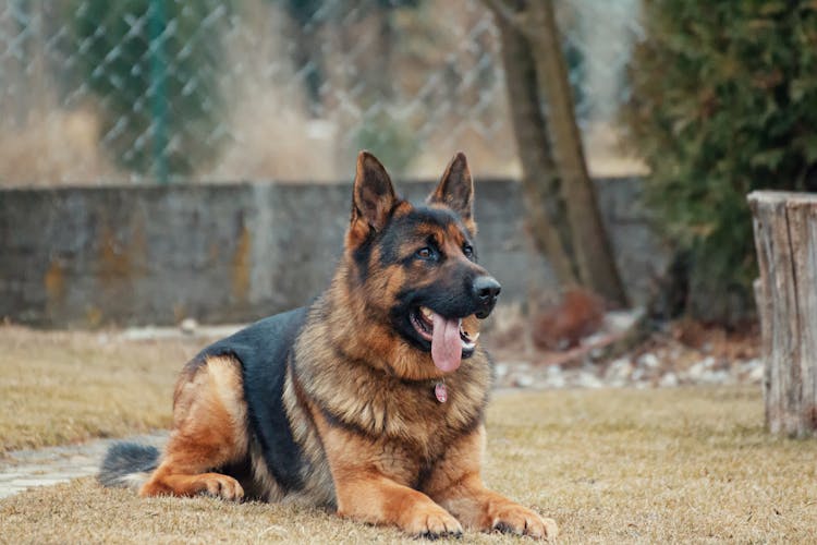 Ilustrasi anjing. (Pexels/Summer Stock)