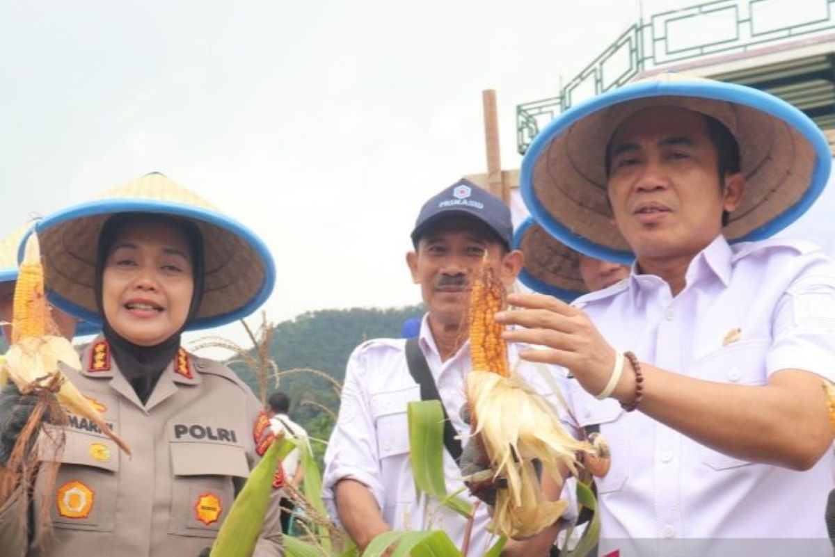 Pemkab bersama Polresta Cirebon saat melaksanakan panen jagung di Cirebon. (Pemkab Cirebon/Antara)