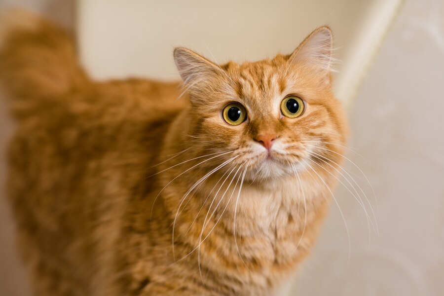 Kucing oranye. (dok. freepik)