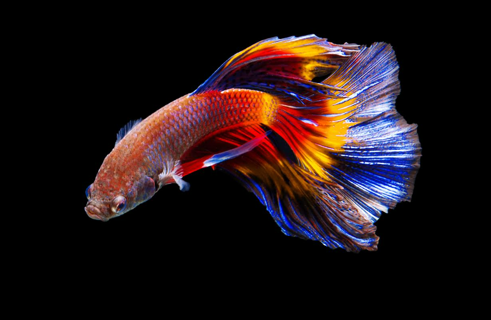 Ikan cupang hias (Dok. Freepik)