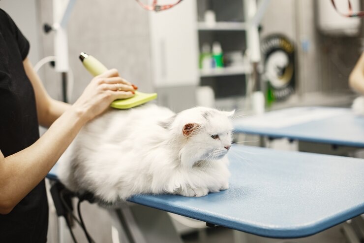 Ilustrasi grooming kucing. (freepik)