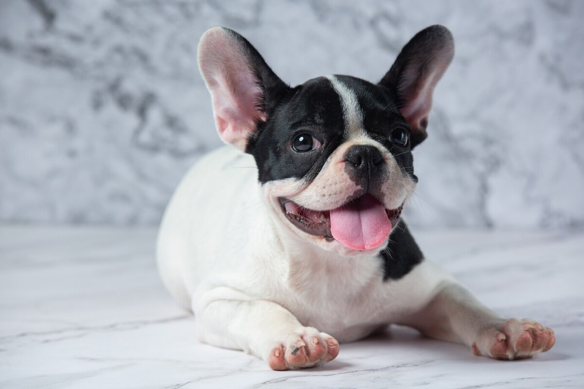 Ilustrasi anjing French Bulldog. (dok. freepik)