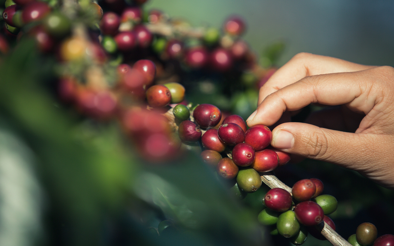 Biji kopi Indonesia (Dok. Freepik)