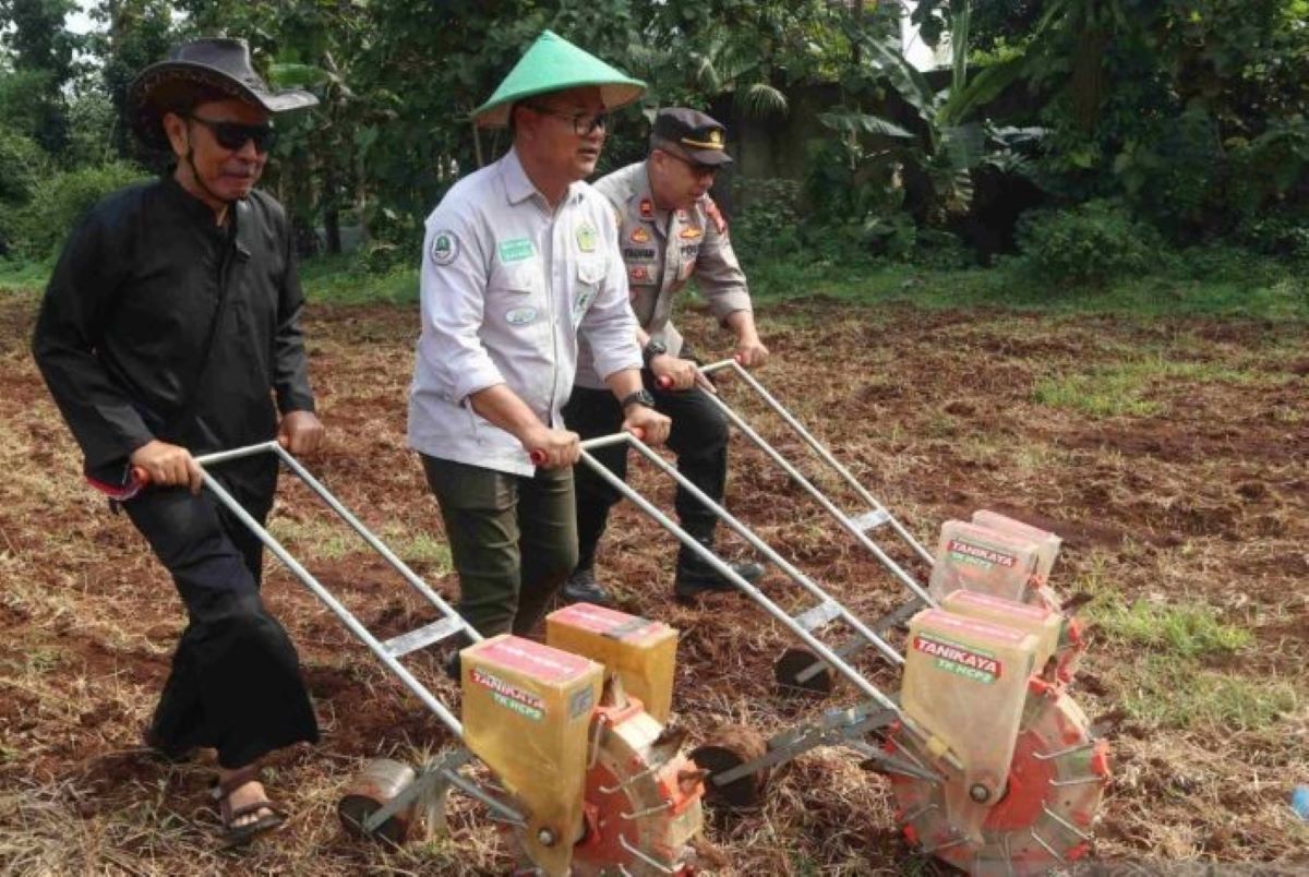 Diskatan Kuningan melakulan penanaman jagung hibrida di lahan kurang produktif di Kecamatan Luragung. (Diskatan Kuningan/Antara)