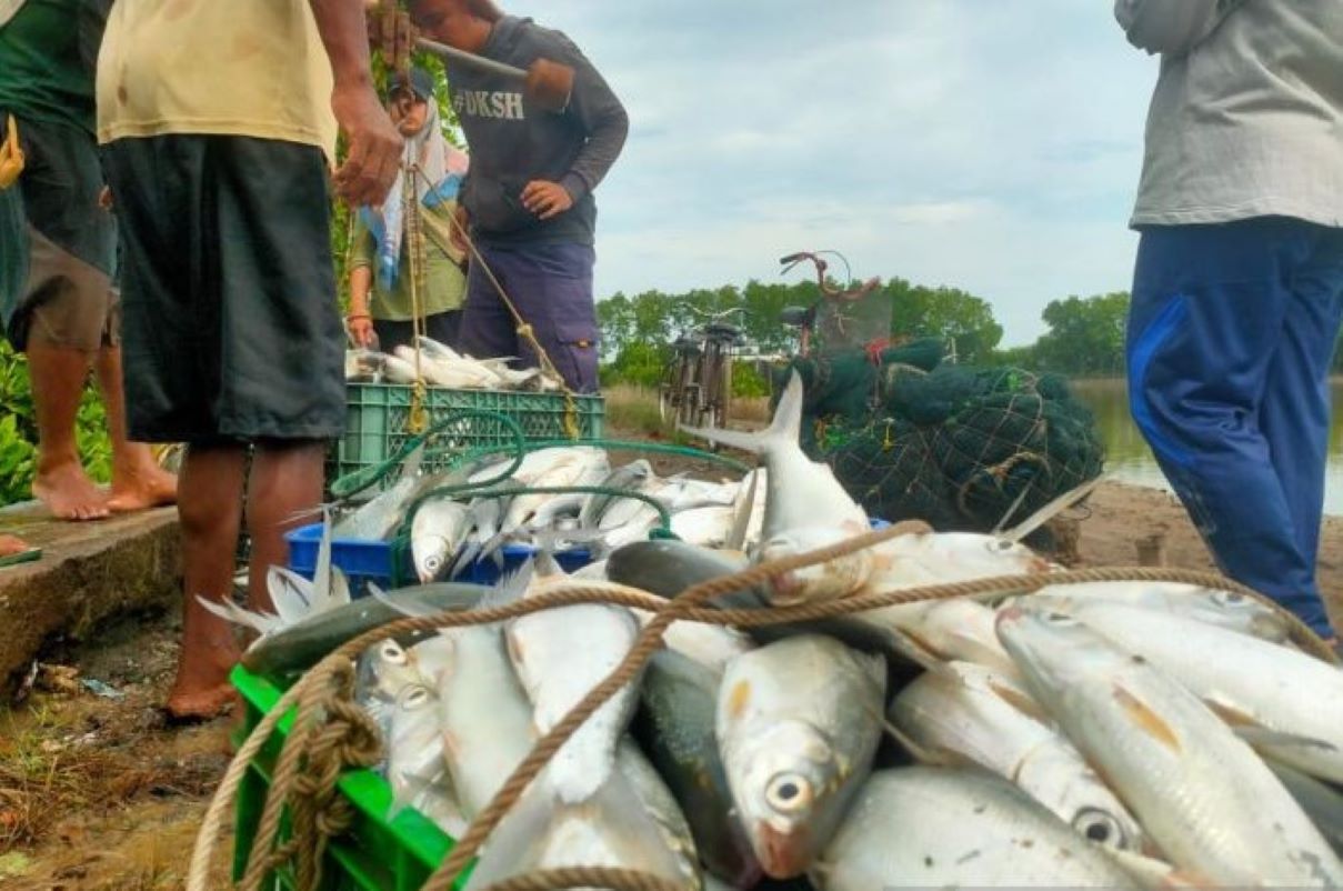 Pekerja memanen ikan bandeng di salah satu tambak di Cirebon. (Fathnur Rohman/Antara)