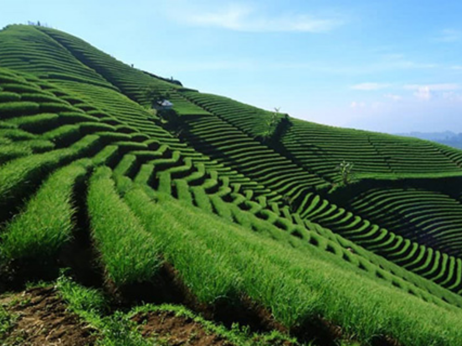 Terasering Panyawengan Majalengka (Dok. Gelar S. Ramdhani)