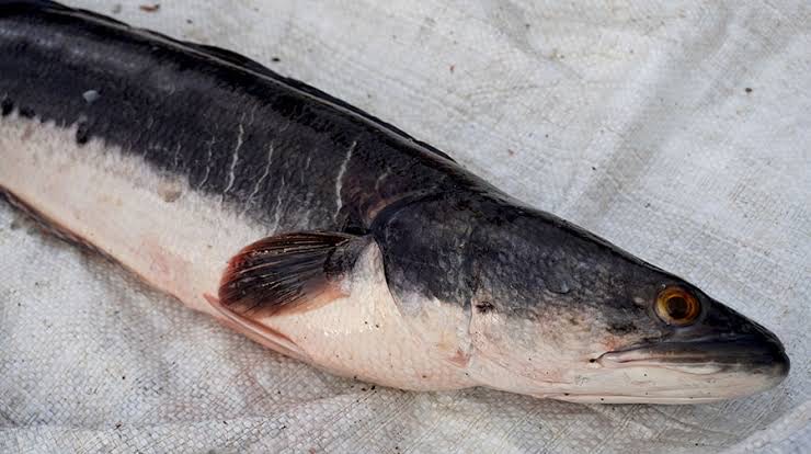 Ikan toman raksasa (Dok. Istimewa)