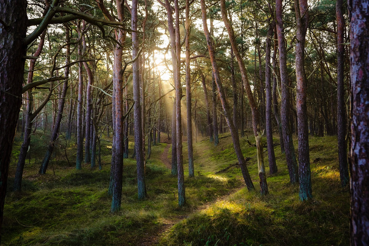 Ilustrasi hutan pinus. (Ma_Frank/Pixabay)