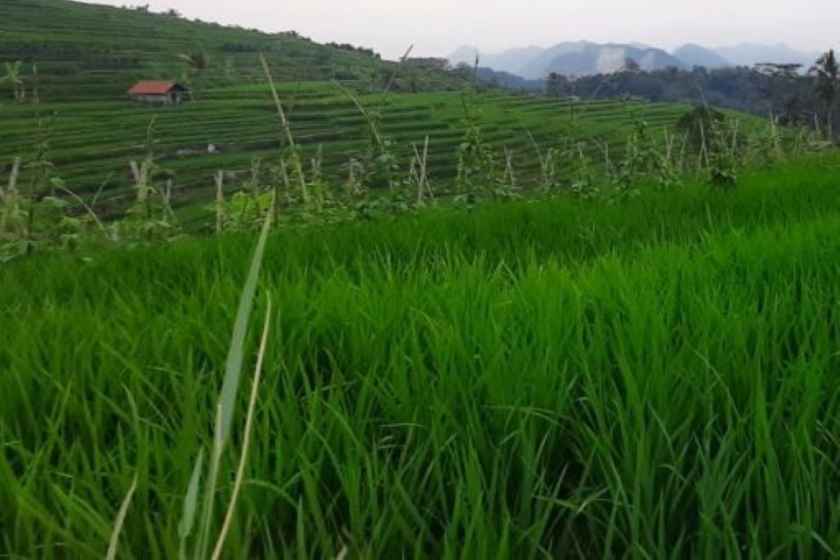 Areal sawah di Kabupaten Kuningan. (Fathnur Rohman/Antara)