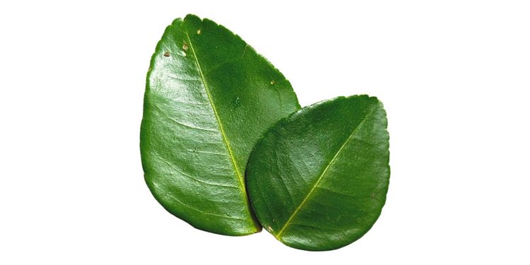 Daun jeruk. (umsu.ac.id)