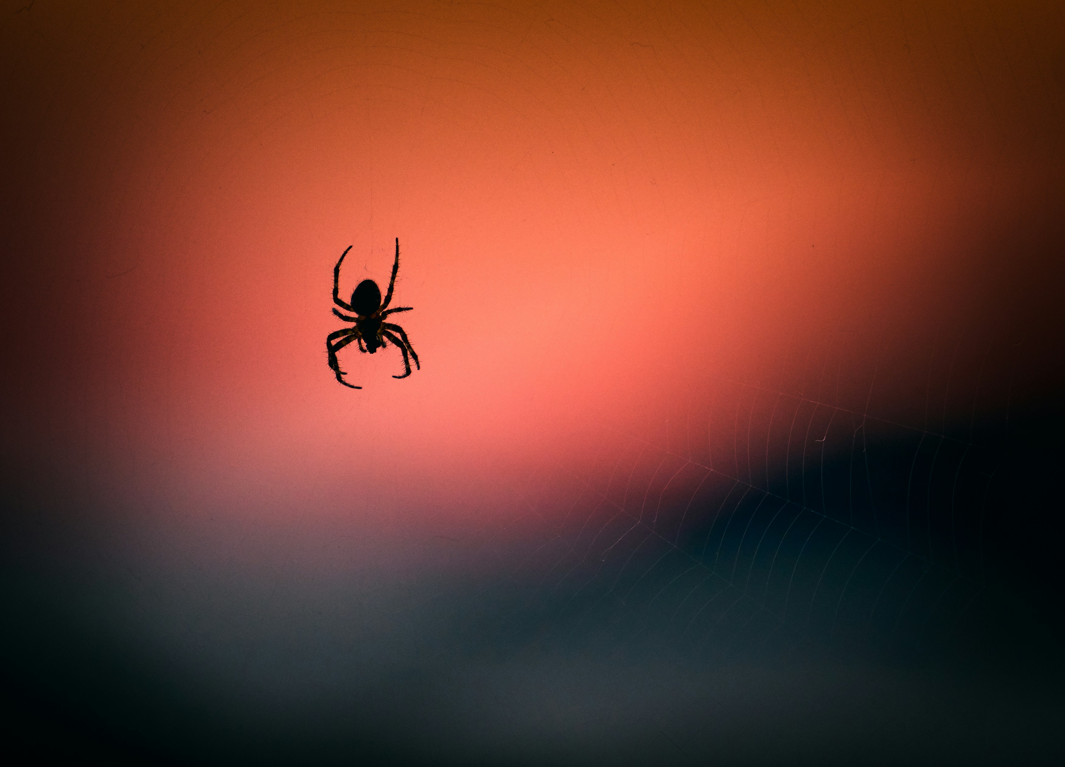 Ilustrasi laba-laba. (Vidar Nordli-Mathisen/Unsplash)