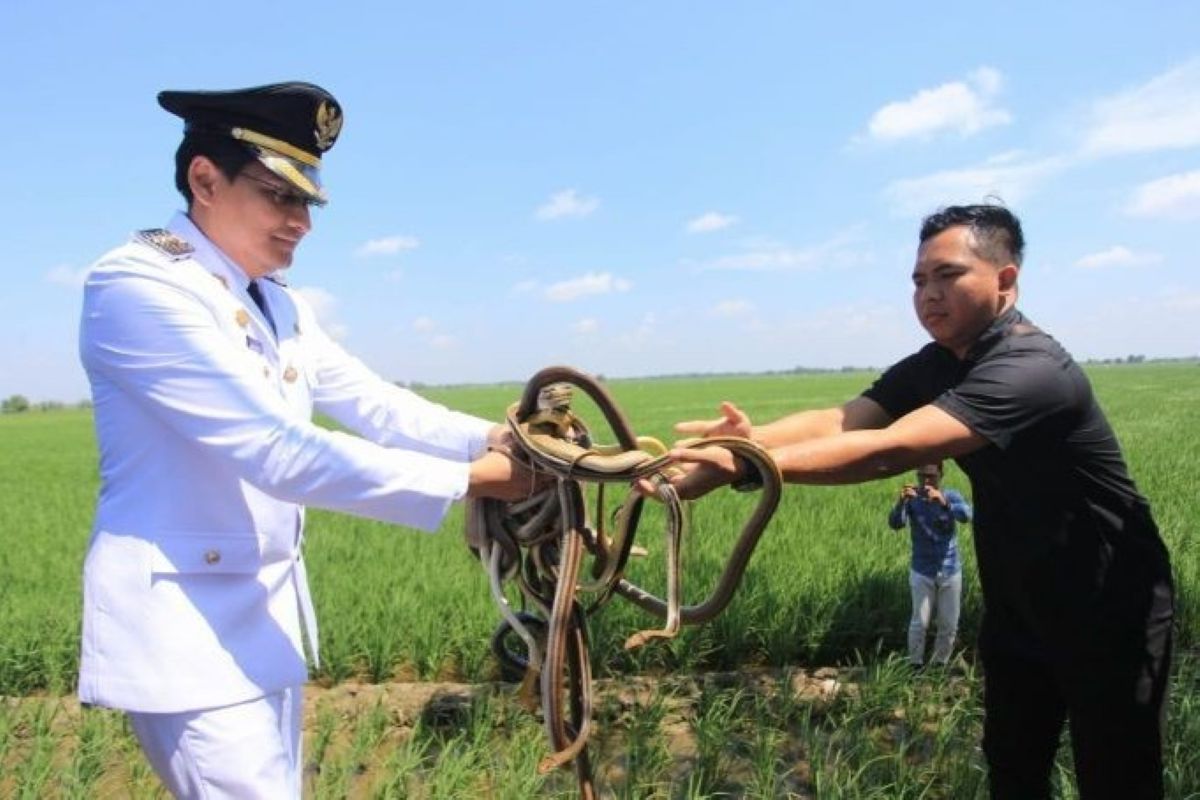 Bupati Indramayu Lepas Ular Hingga Burung Hantu Atasi Hama Tikus