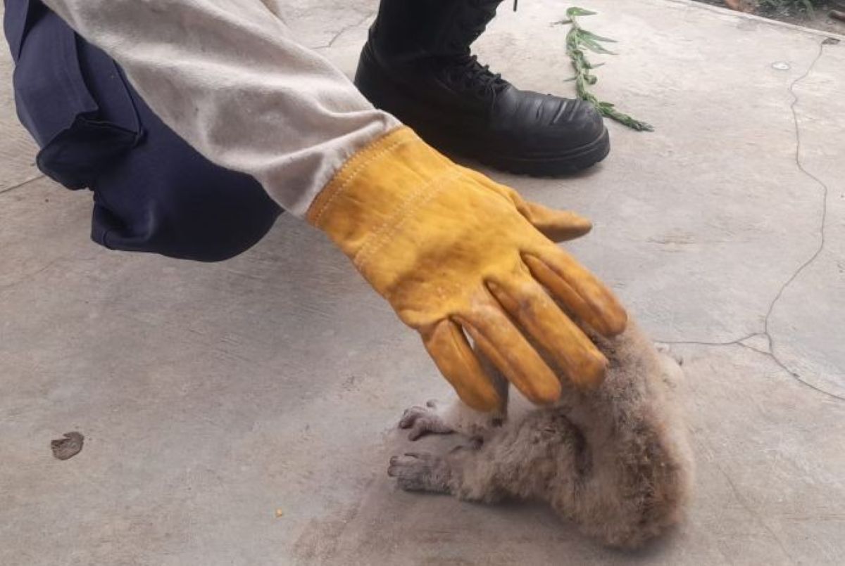 Petugas mengevakuasi satu kukang yang masuk ke area pabrik roti di Kabupaten Kuningan. (Kantor Damkar Kuningan/Antara)