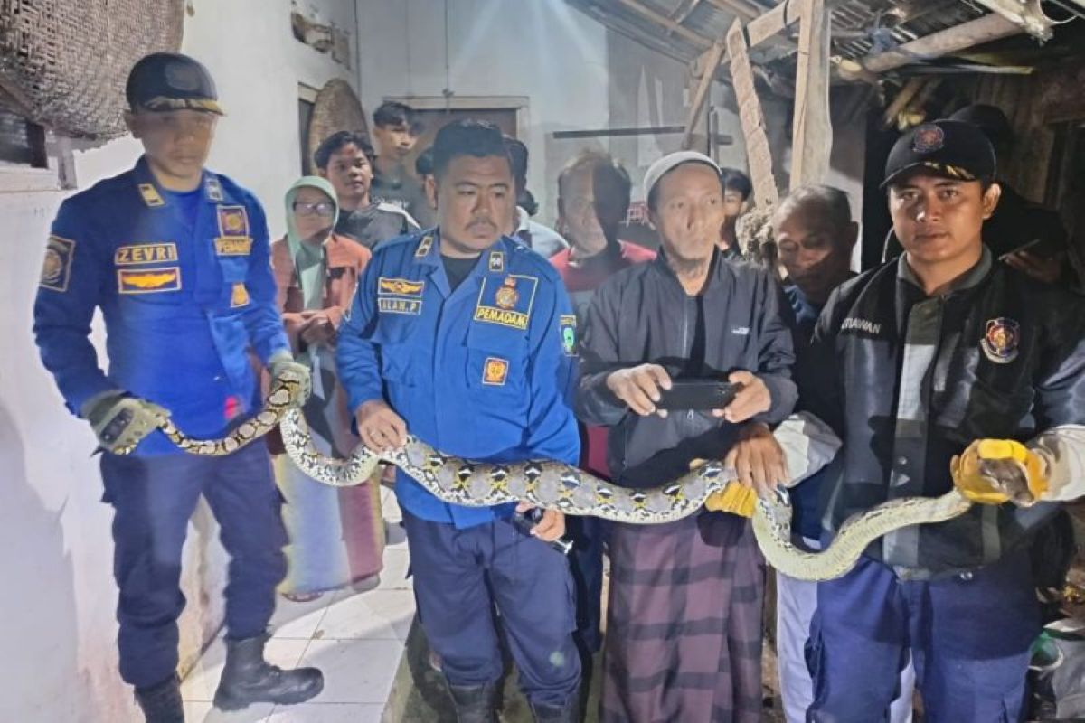 Petugas Damkar mengevakuasi ular sanca batik pada rumah warga di Kuningan, Kamis (11/9) dini hari. (Damkar Kuningan/Antara)